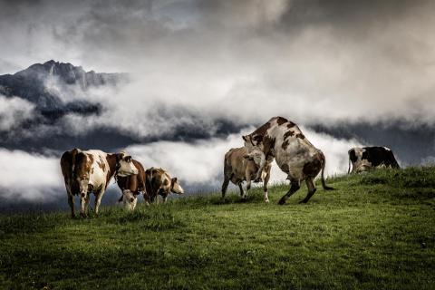 Auf der Alm