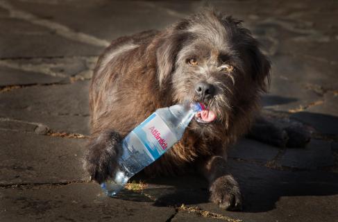 Hund mit Flasche