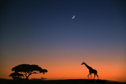  Giraffe