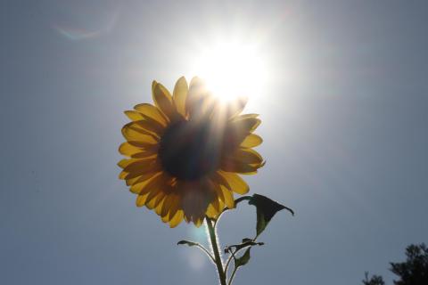 SONNENBLUME IM GEGENLICHT