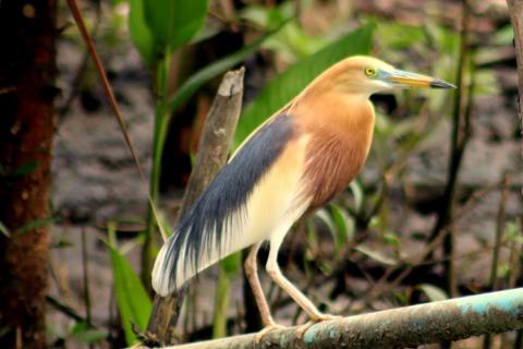 EIN STOZER VOGEL