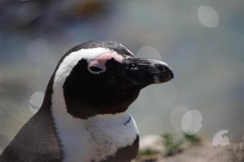 Südafrikanischer Brillenpinguin