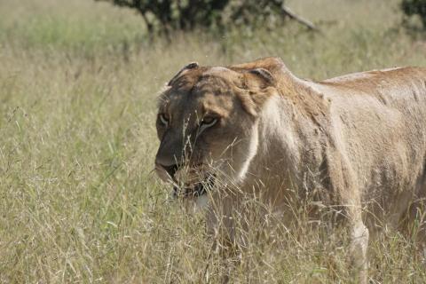 Löwin im Kruger National Park