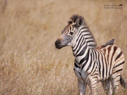 Zebra-Fohlen