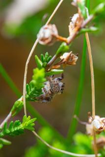 Springspinne