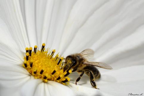 Cosmea Blüte mit Honigbiene