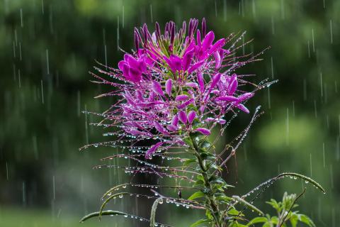 Spinnenblume