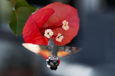 Bougainvillea