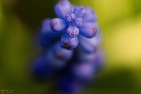 Muscari