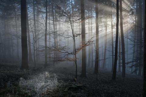 39 Herbst_im_Nebel_Norbert_Weiss