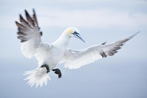 Anflug
