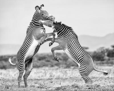 Zebrakampf