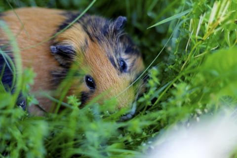 guinea pig 
