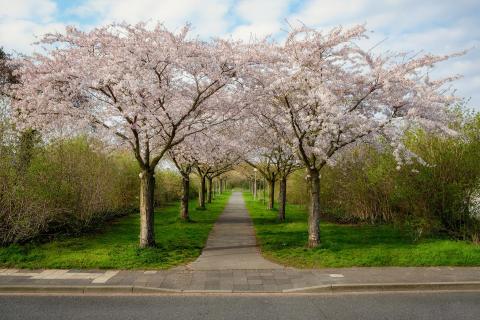 Allee in voller Blüte