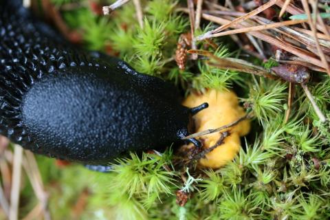 Schnecke frisst Pifferling