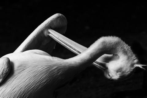 Pelikan 