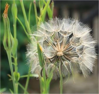 Pusteblume