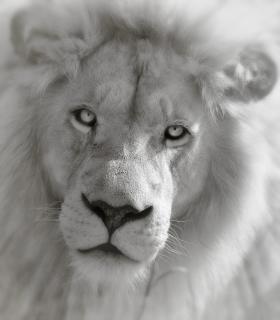 Weißer Löwe 