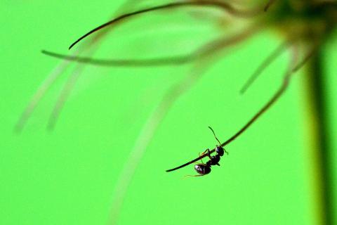 Ameisenakrobatik