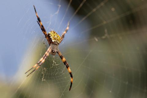 Spinne Hawaii