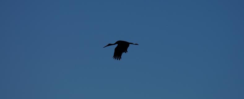 Abflug in die Dämmerung