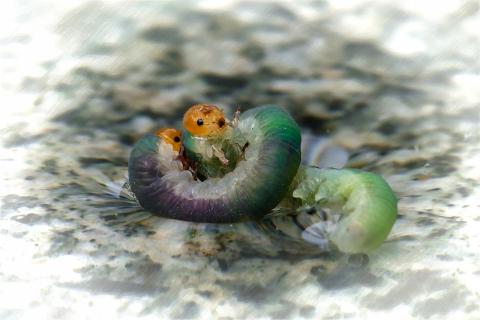Raupen beim baden