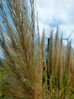 Wehen im Wind