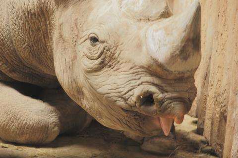 Rhinozerosportrait