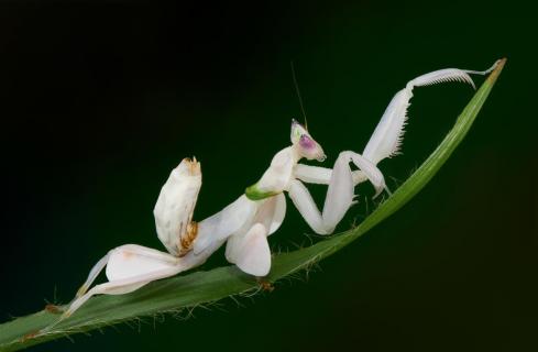 Relaxing Mantis