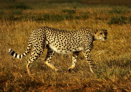 Cheetah Tsavo East