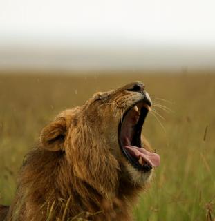 Löwenportrait in der Mara