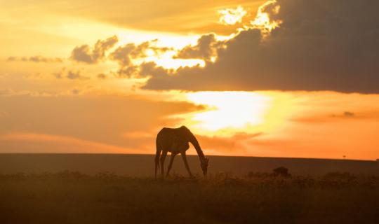 Perfect Sundowner