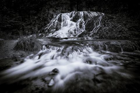 im Wasserwald
