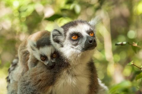 Katta Lemur in Madagaskar