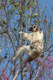 Indri Indri Lemur Madagaskar