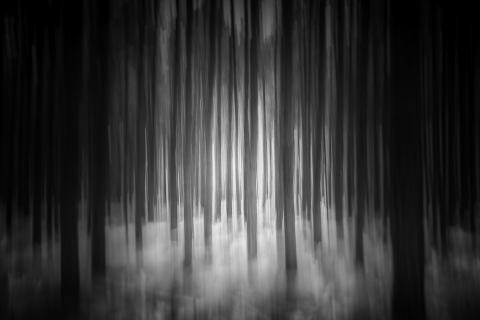 mystic woodland