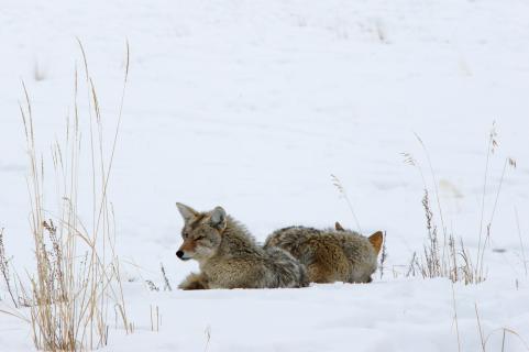 Mittagsrast im Tiefschnee