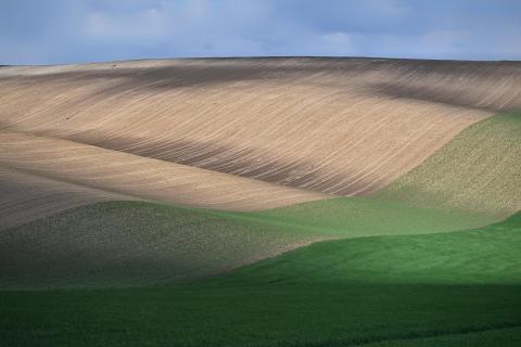 Grüne Wellen 