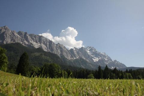 Zugspitze mit Bergwiese