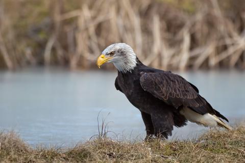 Weisskopfseeadler