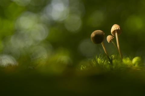 Pilze im lichten Wald