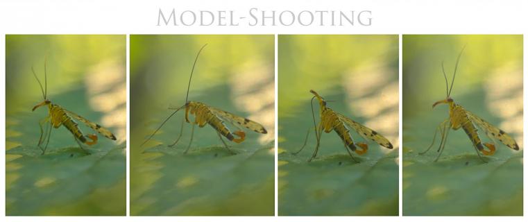 Model-Shooting