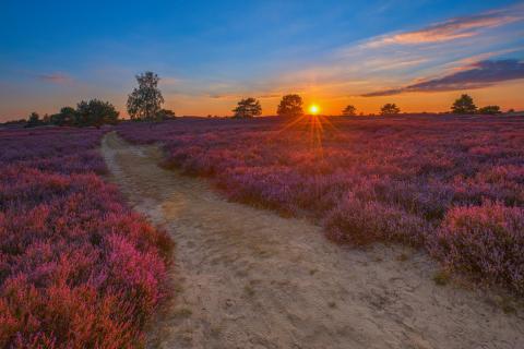 Sonnenuntergang in der Nemitzer Heide