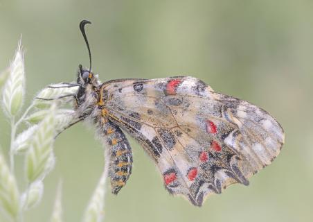 Osterluzeifalter