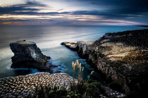 Muriwai Beach