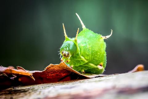 Raupe Nimmersatt