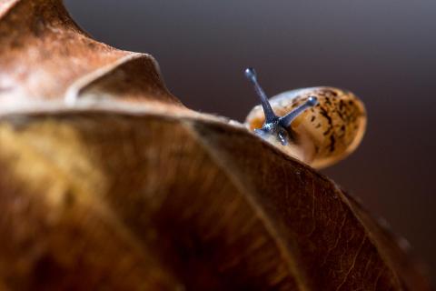 Schnecke