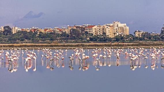 Salzsee Larnaca