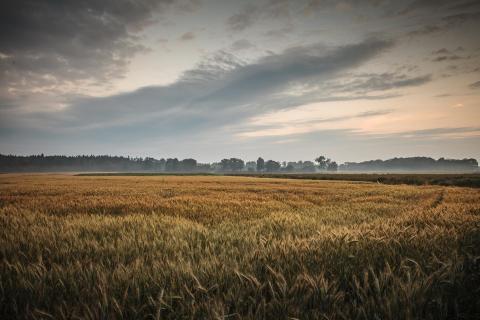 Abendstimmung an der Naarn