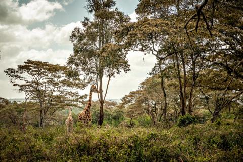 Giraffe Center Nairobi